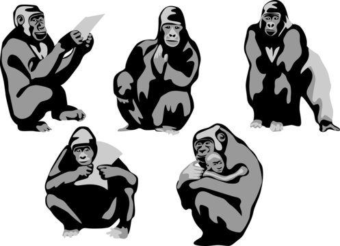 gorillas greyscale