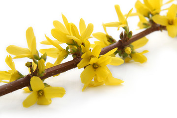 forsythia