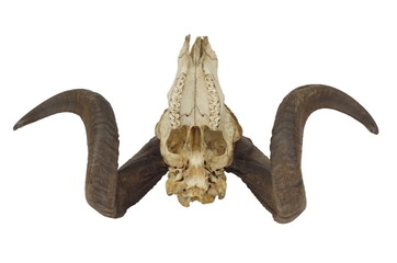 ram skull with big horn © Witold Krasowski