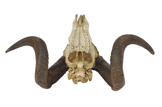 ram skull with big horn