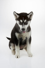 Siberian husky on white background