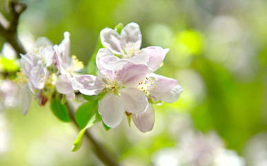 Fototapeta na wymiar pink apple flowers