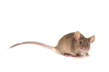 Mouse isolated on white