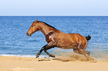 Bay horse playing in the sand