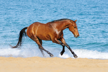 The horse runs on sea waves