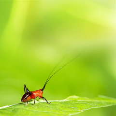 Grasshopper larva mix with green background
