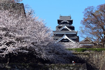 熊本城　天守閣と桜