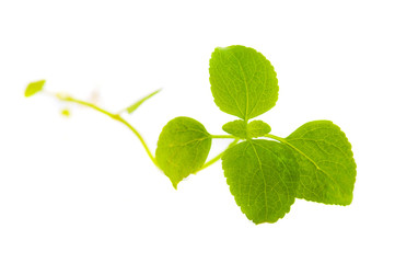Vector fresh mint leaves on a white background