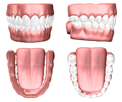 Denti gengive, tavola anatomica, illustrazione