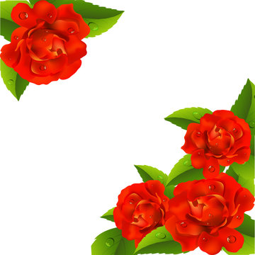 Valentine`s day card with red roses