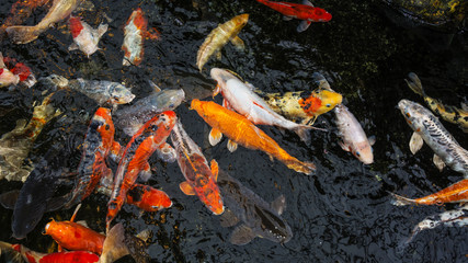 koi carps