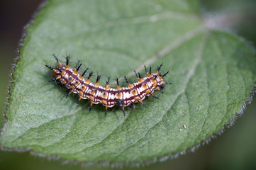 Caterpillar on green leaf