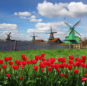 Traditional Dutch windmills with red tulips,Amsterdam, Holland