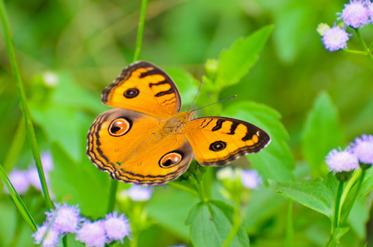 Peacock Pansy Butterfly