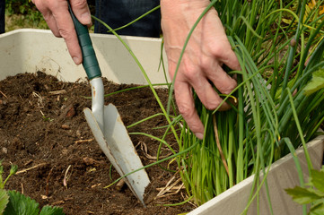 Pflanzkübel Schnittlauch
