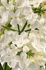 Lilas blanc