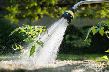 Watering seedling tomato