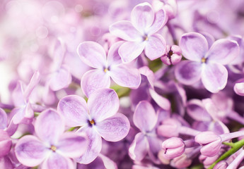 Naklejka na ściany i meble blooming lilac flowers