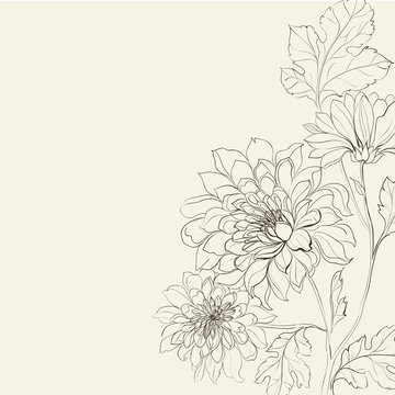 Branch of Chrysanthemum