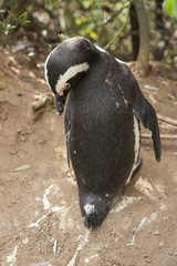 Fototapeta premium South African penguin