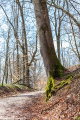 Bemooster Baum im Wald