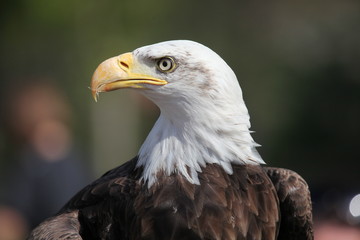 Fototapeta premium Aigle profil