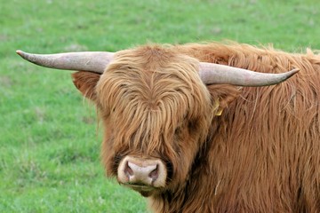Schottischer Hochlandbulle