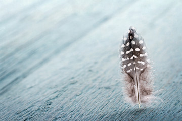 Dark brown white spotted pheasant feather