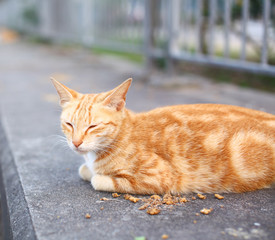 Naklejka premium Street cat
