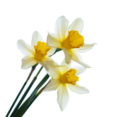 Obraz premium Daffodils