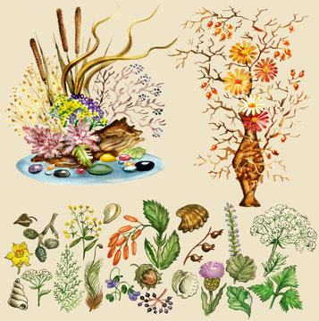 Illustration set of natural elements for dry bouquets