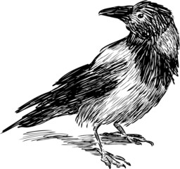 Crow