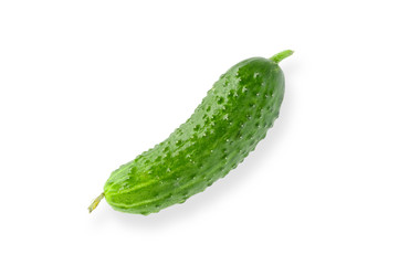 A nice green gherkin, a kind of little cucumber, isolated on white background