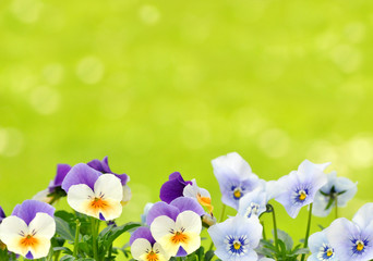 Hintergrund - Blumen
