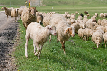 Fototapeta premium sheep grazing