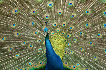 Obraz premium peacock displaying plumage