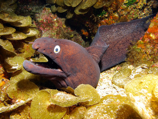 Black Moray eel, Muraena augusti