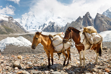 Pack Horses in the Karakorum, Pakistan - obrazy, fototapety, plakaty