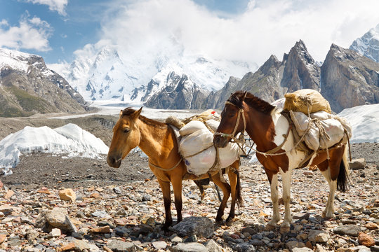 Pack Horses in the Karakorum, Pakistan
