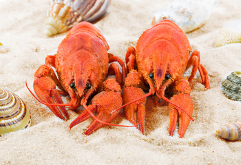 Two red lobsters on a sandy beach - 52007605