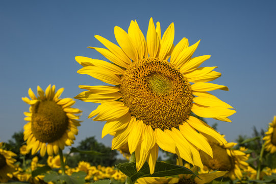 Closeup of blooming sunflower © axz65