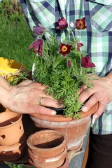 Gärtner pflanzt lila Kuhschelle in Pflanzkübel