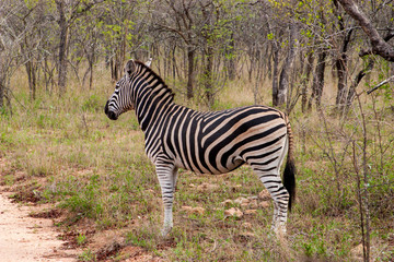 Wild striped zebra  in national Kruger Park in South Africa