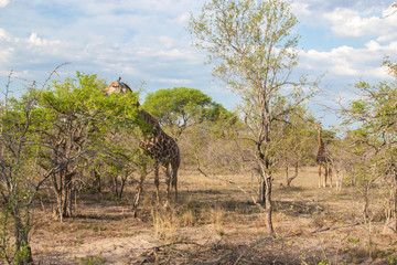 Wild Reticulated Giraffe,African landscape in Kruger Park, UAR