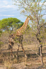 Obraz premium Wild Reticulated Giraffe in national Kruger Park in UAR