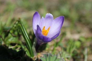 Fototapeta premium flower