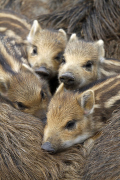 Wildschweinfamilie