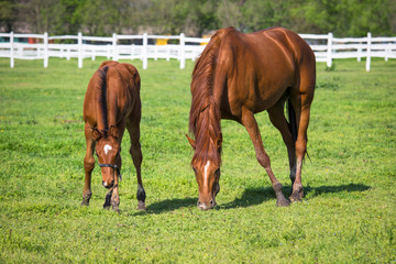 Fototapeta premium Horse on pasture