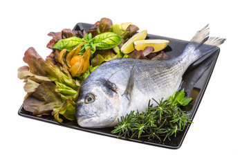 Fresh raw dorada