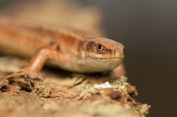 Zootoca vivipara